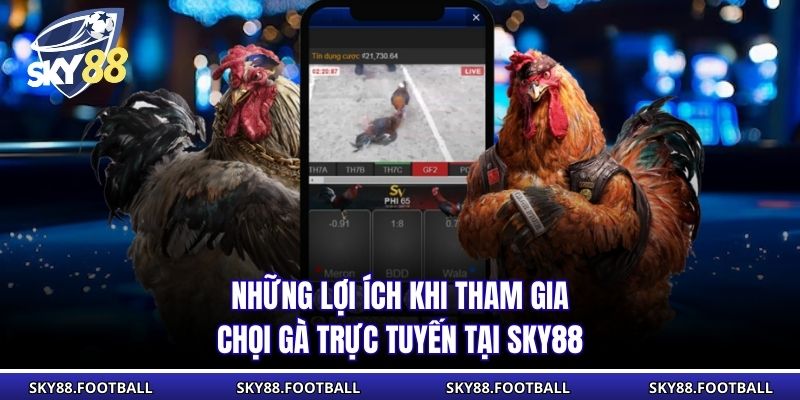 Đá Gà Live SKY88 - Trận Chiến Trực Tiếp Kịch Tính Và Hấp Dẫn 3 Những lợi ích khi tham gia chọi gà trực tuyến tại SKY88