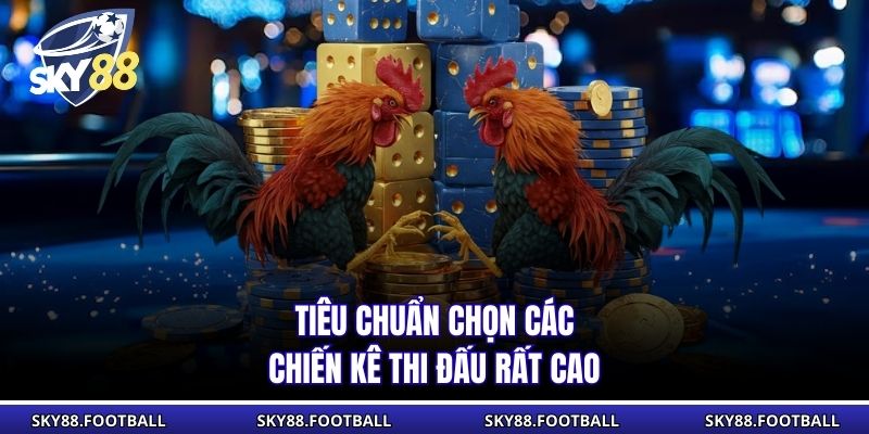 Đá Gà Đòn - Trận Chiến Kịch Tính Đầy Kỹ Thuật Tại SKY88 2 Tiêu chuẩn chọn các chiến kê thi đấu rất cao