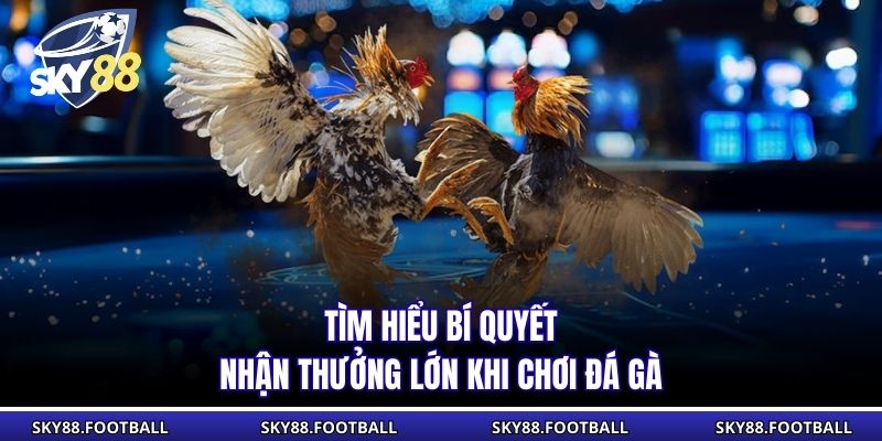 Đá Gà Vip Đỉnh Cao SKY88: Tham Gia Trận Đấu Hấp Dẫn Hôm Nay 3 Tìm hiểu bí quyết nhận thưởng lớn khi chơi đá gà
