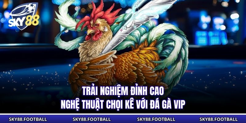 Đá Gà Vip Đỉnh Cao SKY88: Tham Gia Trận Đấu Hấp Dẫn Hôm Nay 1 Trải nghiệm đỉnh cao nghệ thuật chọi kê với đá gà VIP