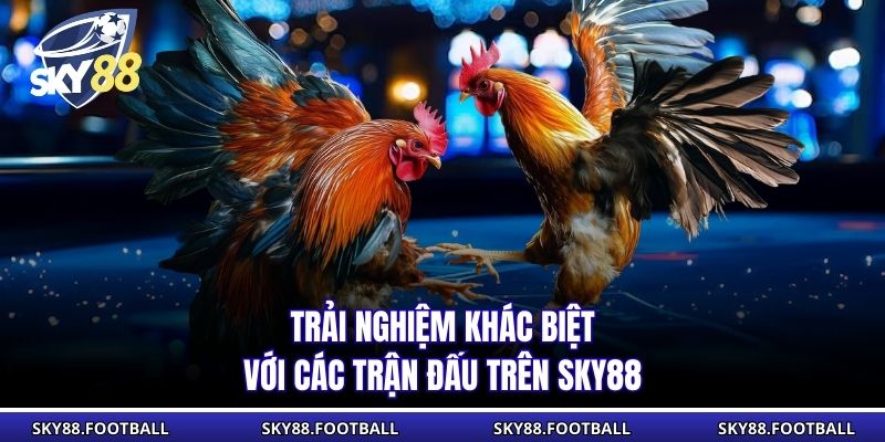Đá Gà Vip Đỉnh Cao SKY88: Tham Gia Trận Đấu Hấp Dẫn Hôm Nay 2 Trải nghiệm khác biệt với các trận đấu trên SKY88